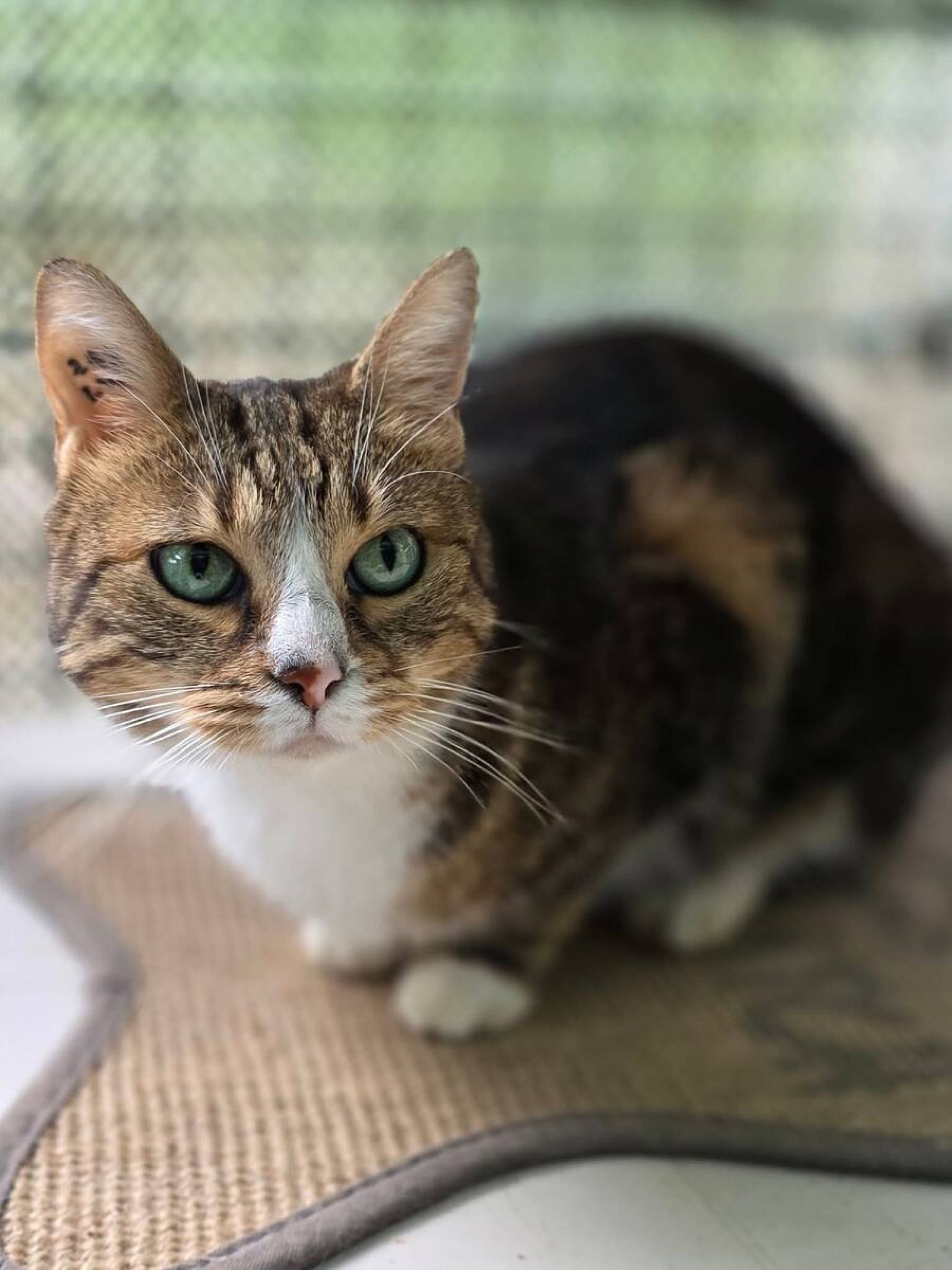 schtroumpfette.jpg  -