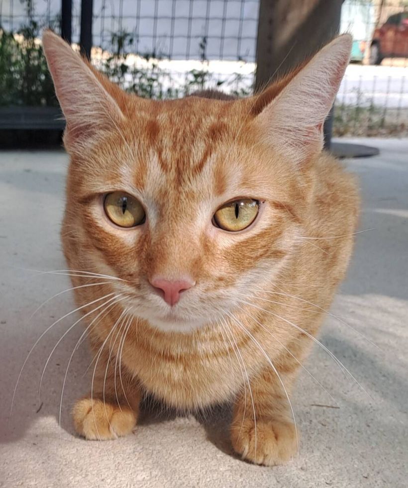 simba.jpg